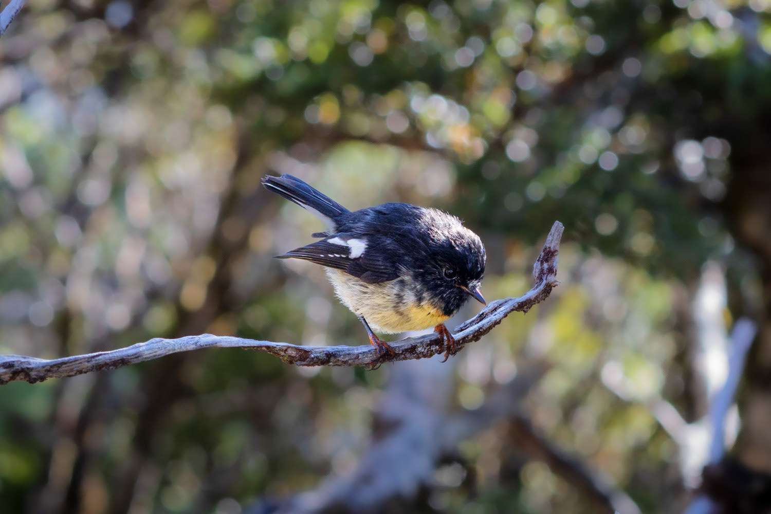 Checked out by a tomtit (ngirungiru).