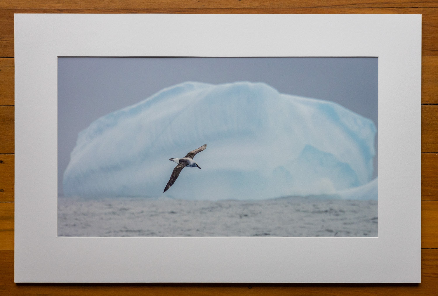 Soaring over frozen sea. Grey-headed albatrosses are solitary birds, spending most of their lives flying over frigid Antarctic seas.