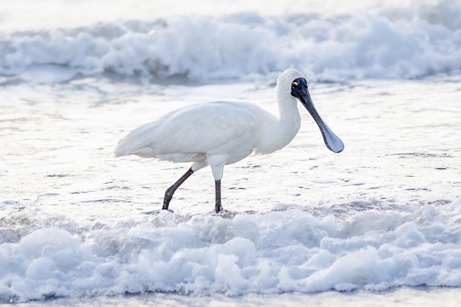 #20: A royal visit: a couple of royal spoonbills visited our beach.