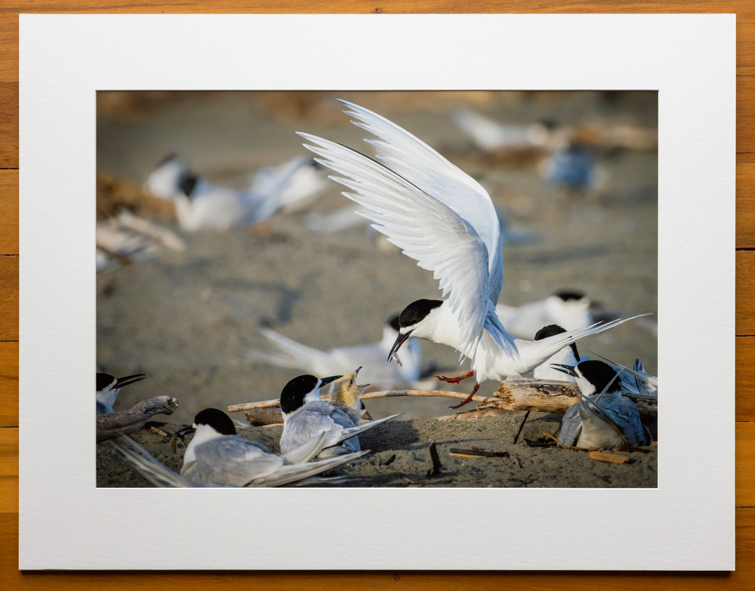 Breakfast. A pair of white-fronted terns (tara) feeding their chick. The early morning sun warmed this family at Waikanae Estuary, contrasting the brown chick with its monochromatic parents.