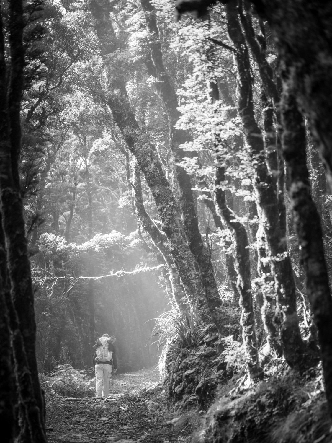 Ambling through the misty rain forest.