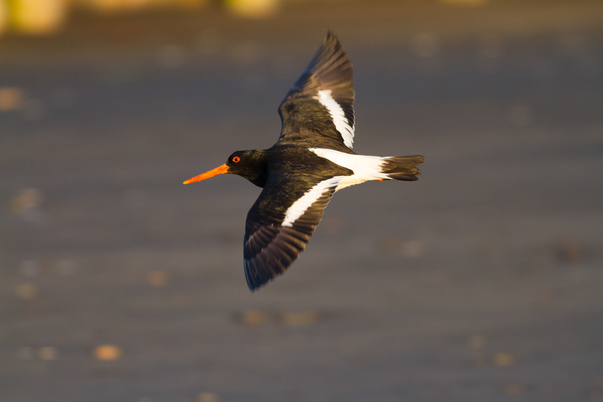 SI pied oystercatcher / torea
