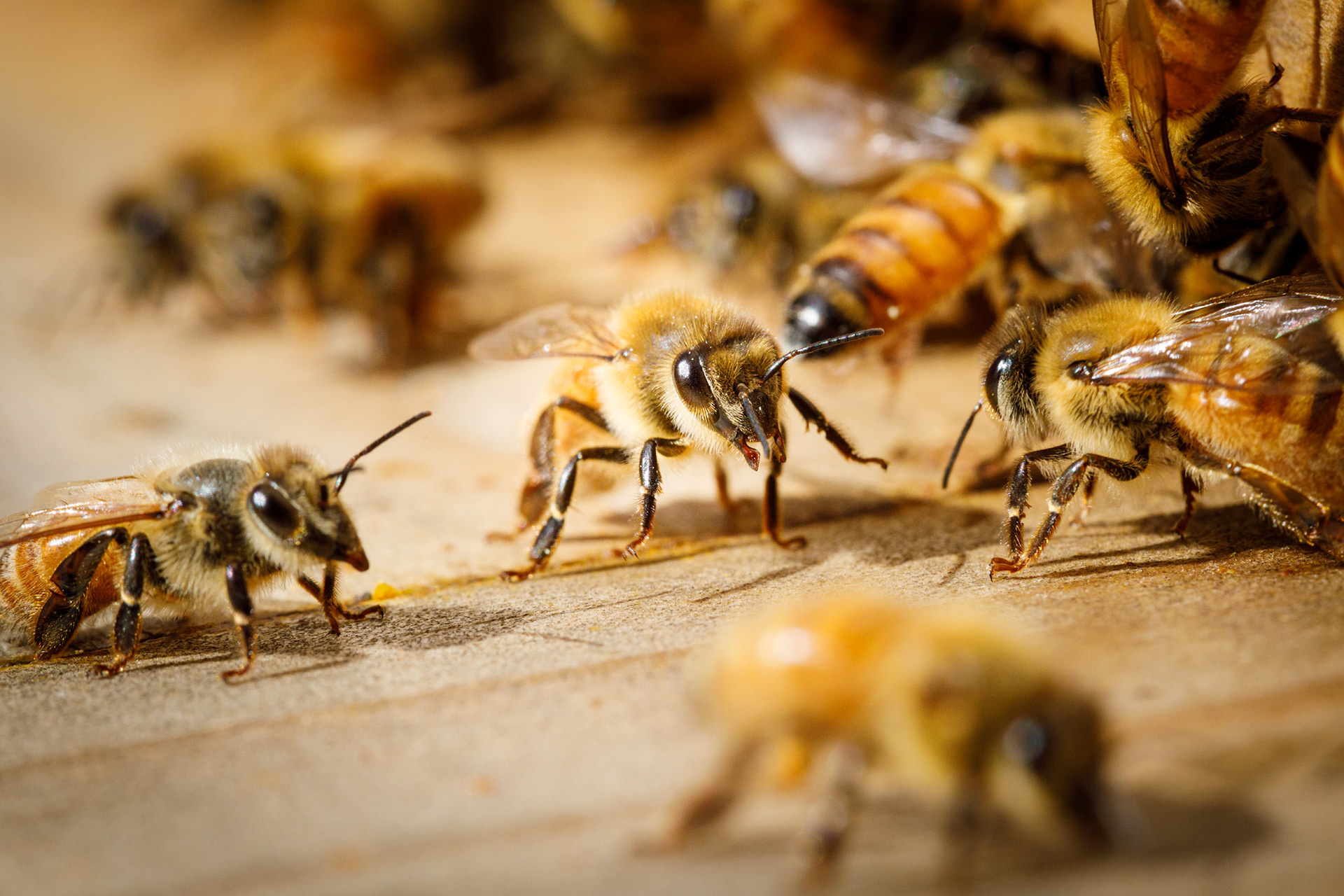 A guard bee checking incoming bees.