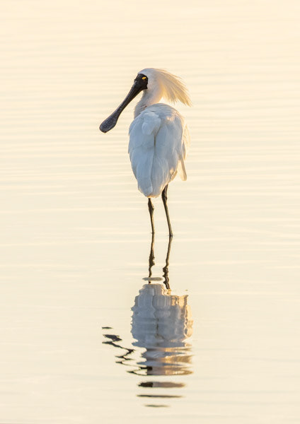 Reflective spoonbill: I disturbed this royal spoonbill (kotuku ngutu papa) deep in thought at Waikanae estuary in the early morning light.