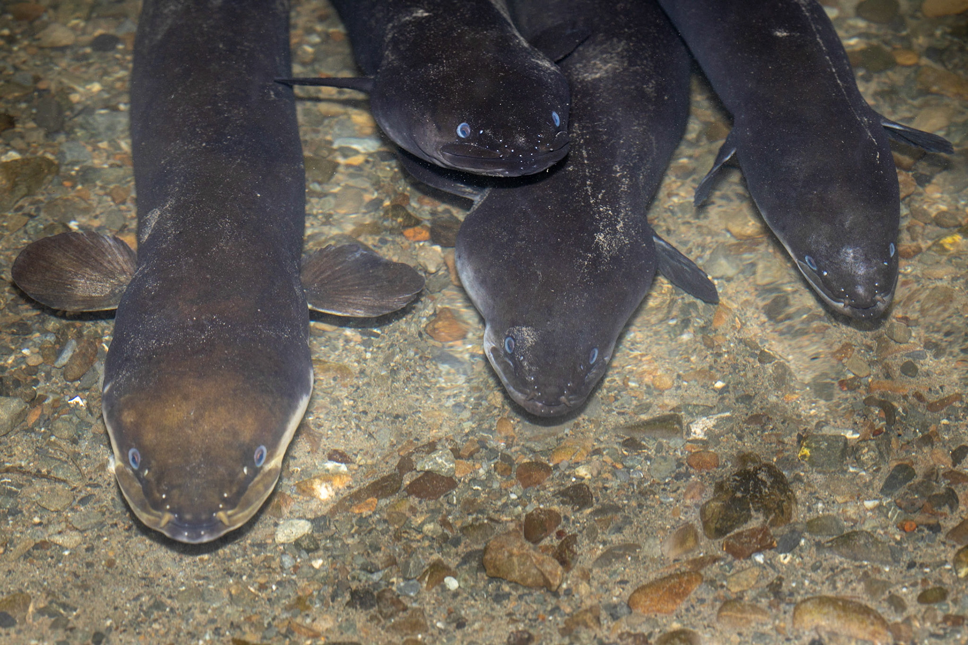#24: What do they do in shadows? Eels in the Wainui Stream.