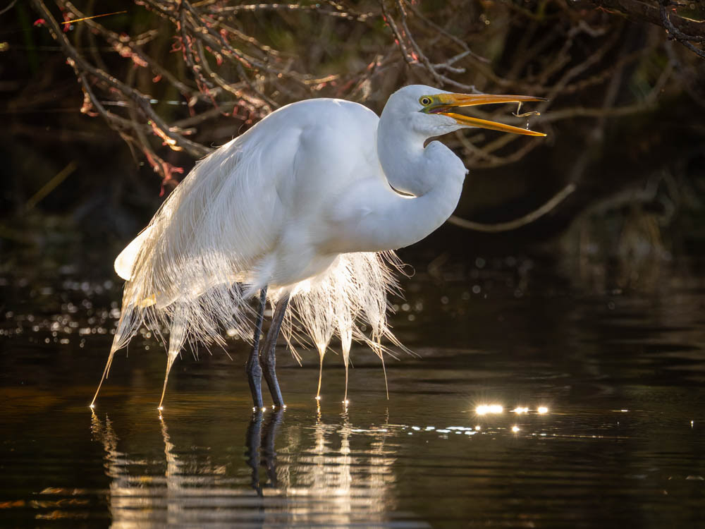 Kotuku (white heron) - Waikanae estuary