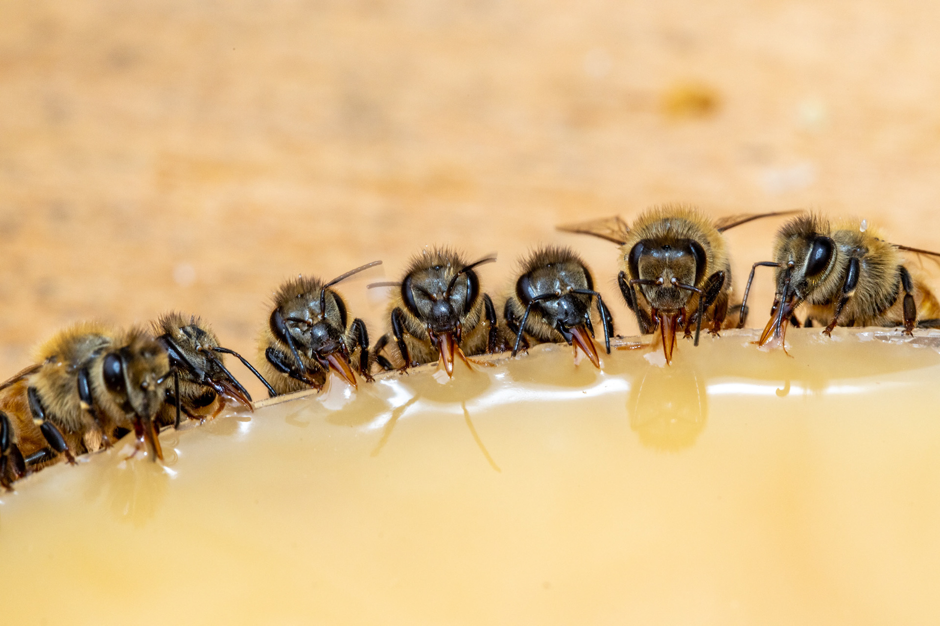 Bees feeding on honey collected earlier from their own hive (to stop the spread of disease)