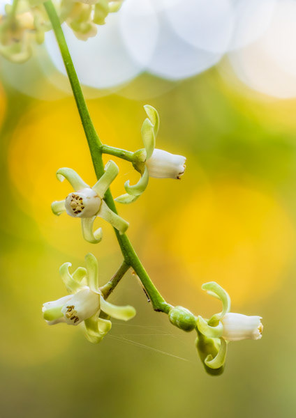 Kohekohe flowers: Dappled light from a setting sun illuminated the foliage behind these kohekohe flowers on the Paekākāriki Escarpment Track