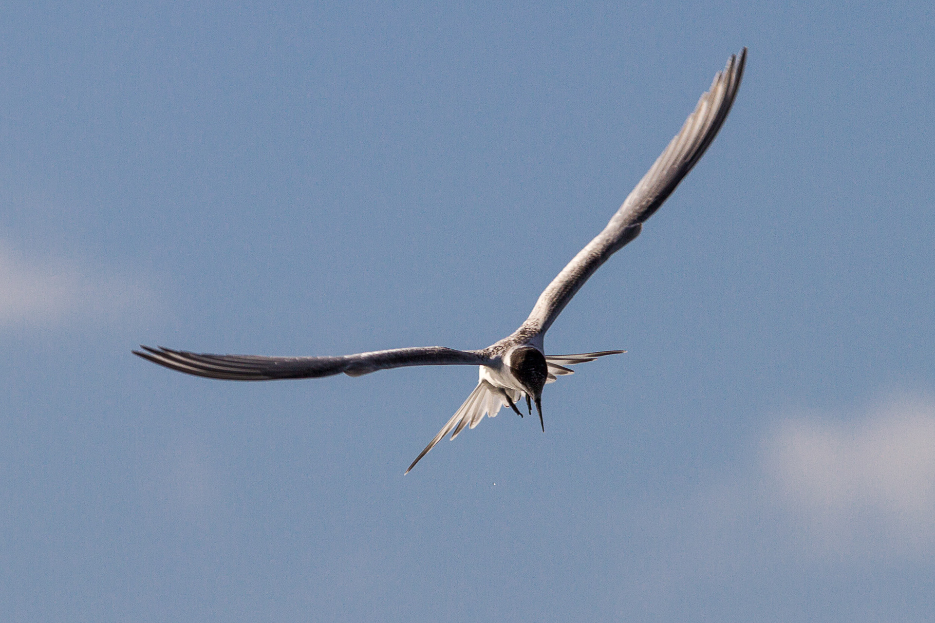 White-fronted tern / tara - Kapiti