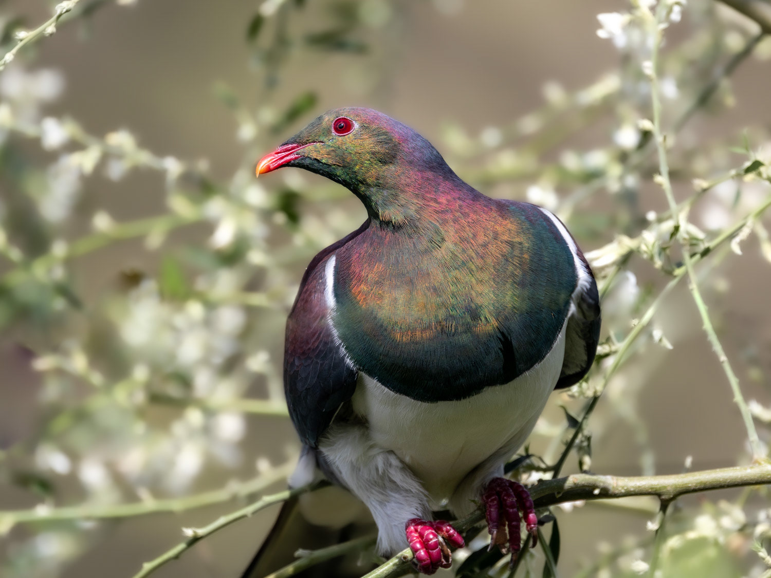 Kereru - Paekakariki