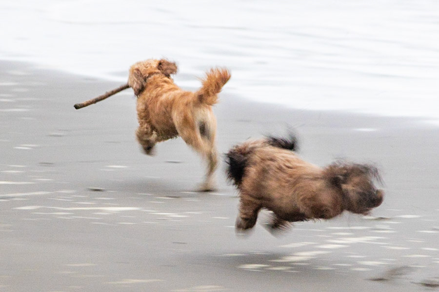 #1: Positive pooches