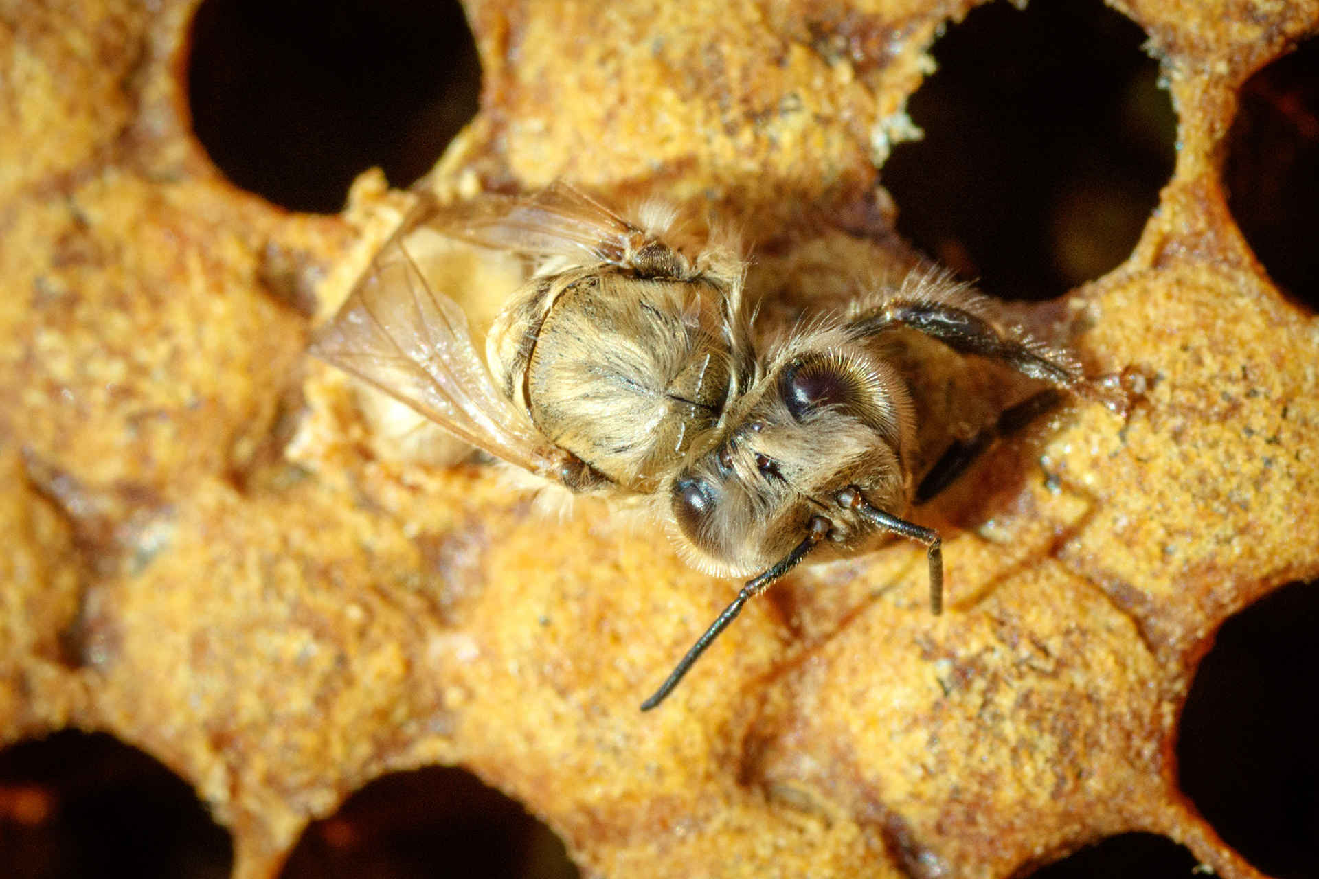 ... and emerging. More pale and silky than older bees.