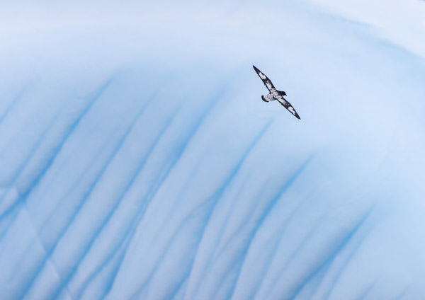 Black on white: Cape petrels are common in the waters around South Georgia. This one flies up the flanks of an iceberg