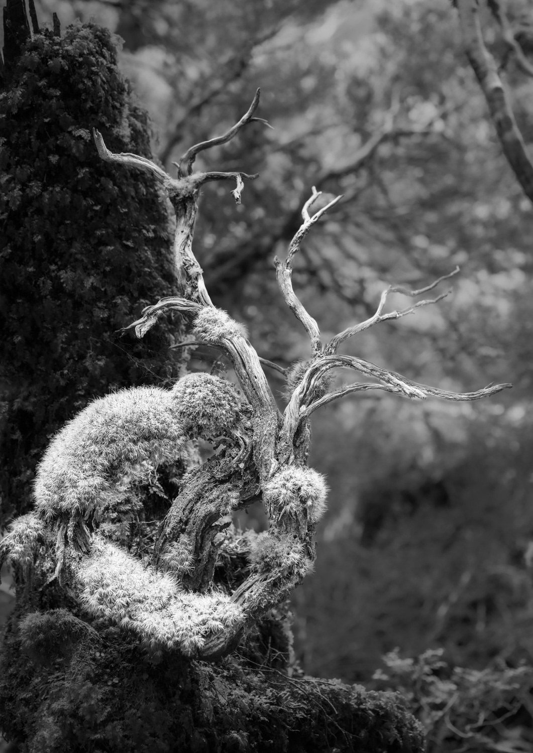 Forest art.