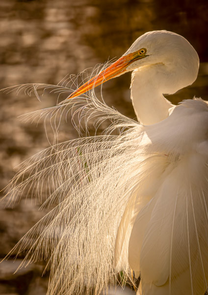 Kotuku in morning light #2: Early in the morning, a few days before Christmas, I watched a kotuku catching inanga in the shadows of Waimanu Lagoon, Waikanae. It then stepped out into the sunlight to preen its feathers and the light radiated out.