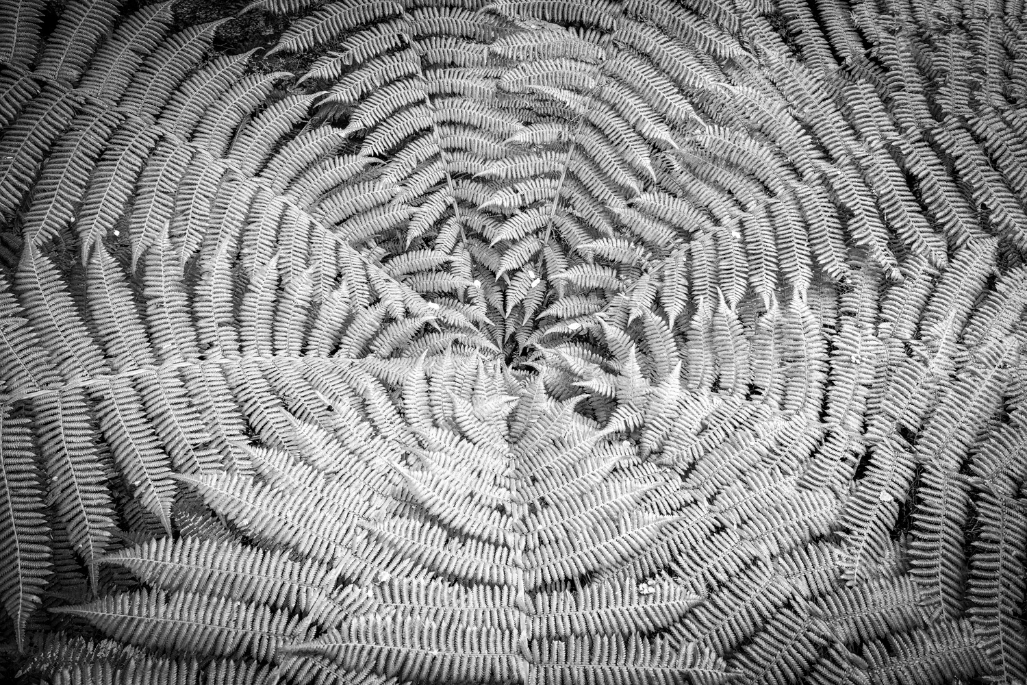Ubiquitous tree fern.