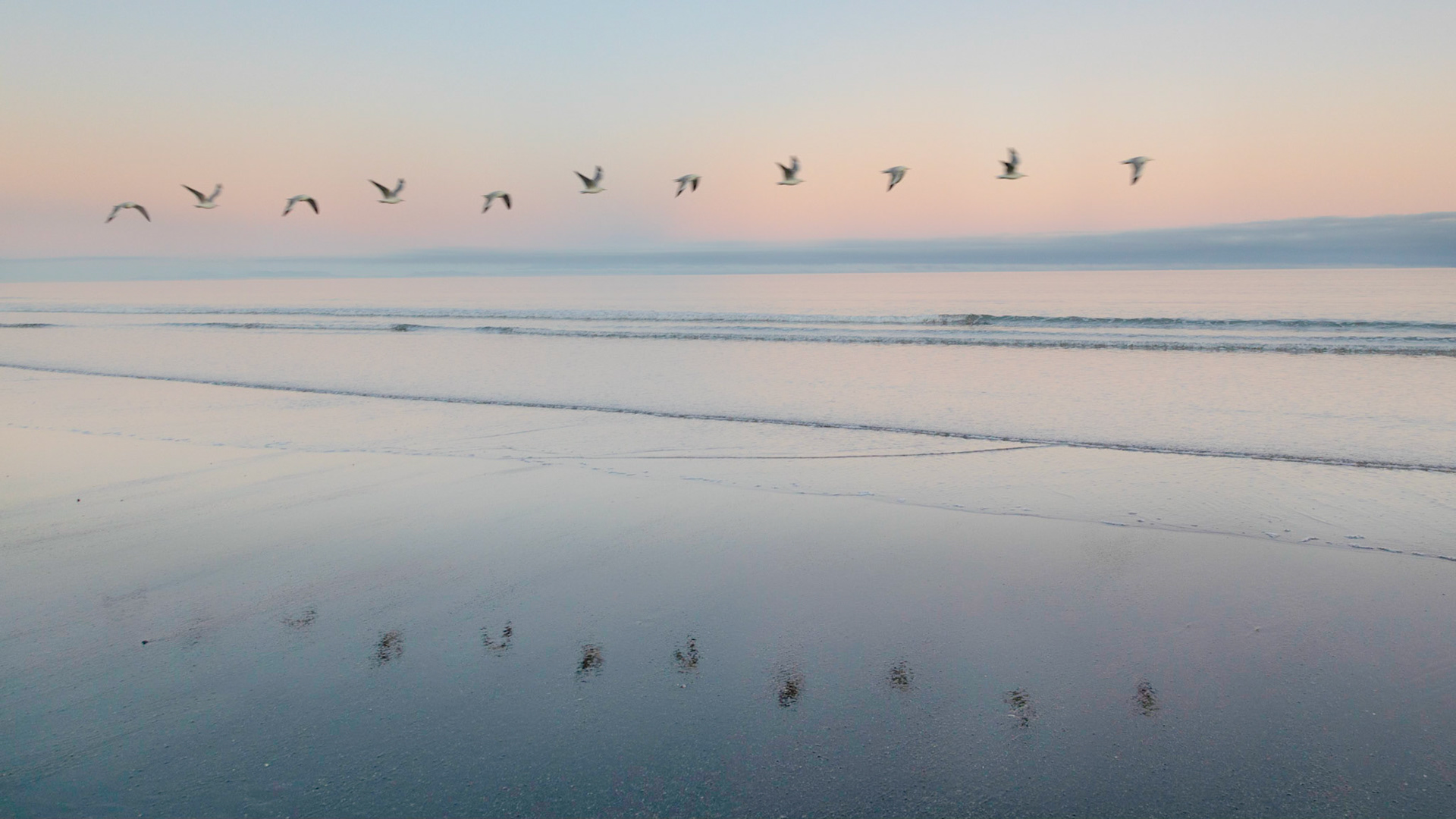 #11: First flight: my camera records a sequence of up-down wing beats as a gull flies past.