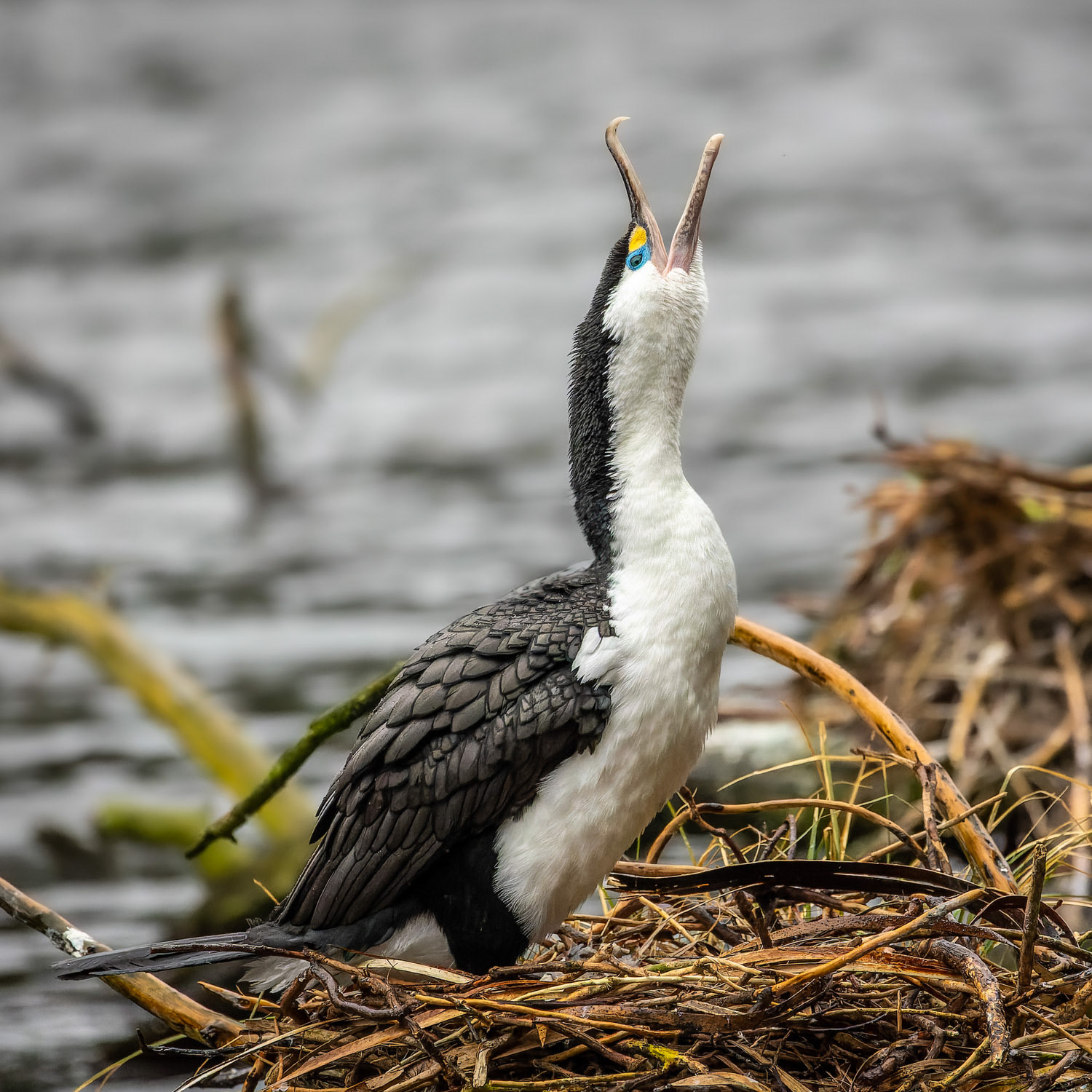 Kāruhiruhi / pied shag - Zealandia