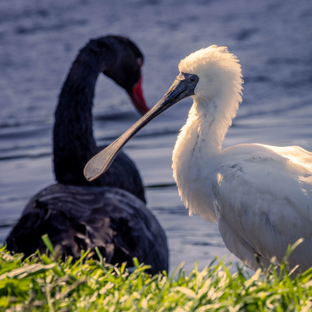 Black swan and spoonbill - Waikanae