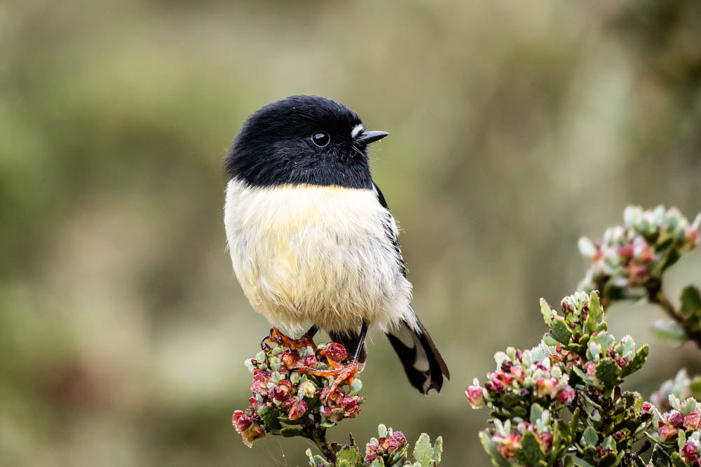 Ngirungiru (South Island tomtit) - Young Valley
