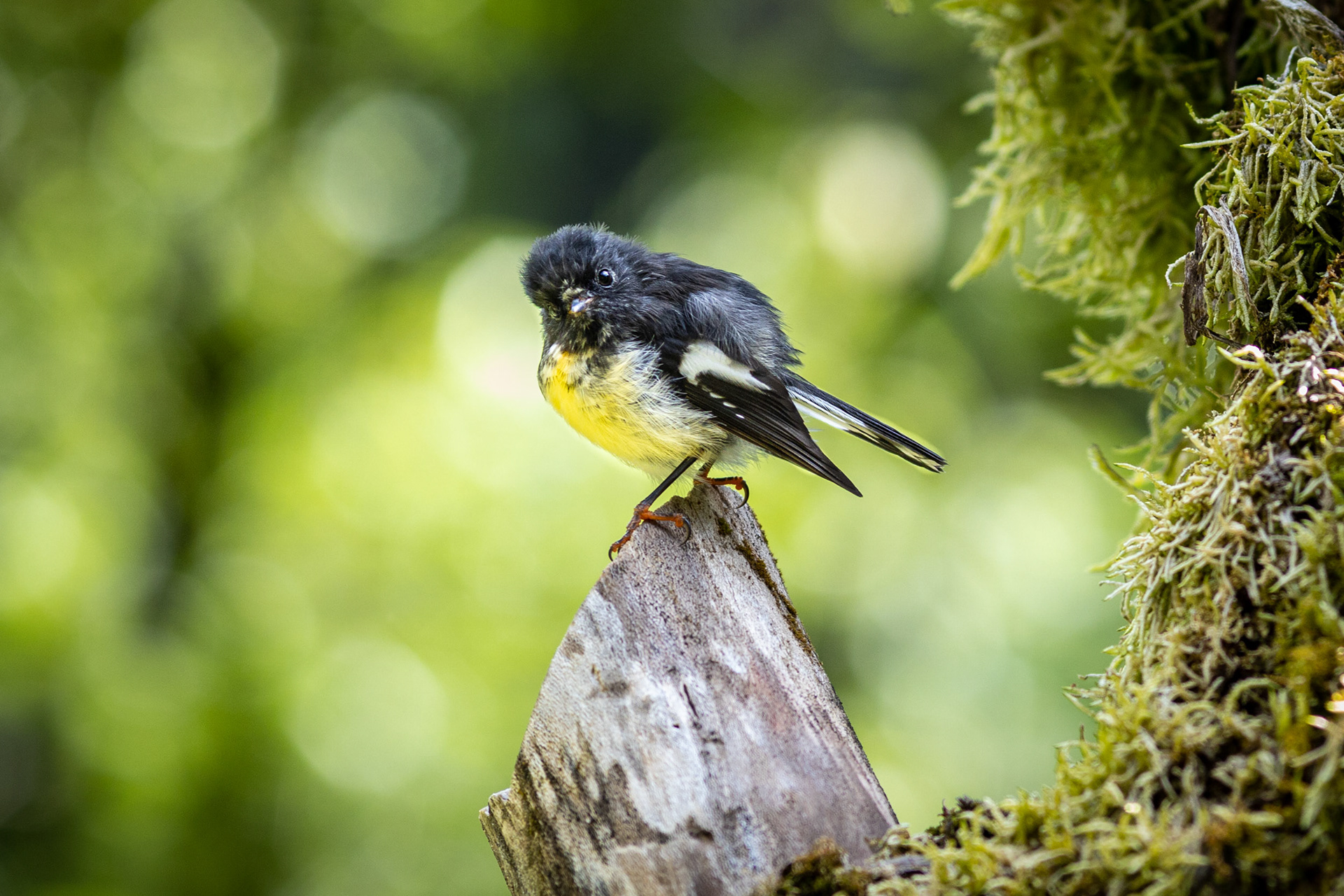 South Island tomtit / ngirungiru - Young Valley