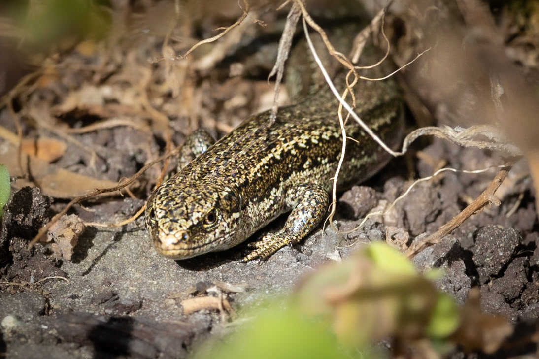 #17: There be dragons: northern grass skink into our garden.