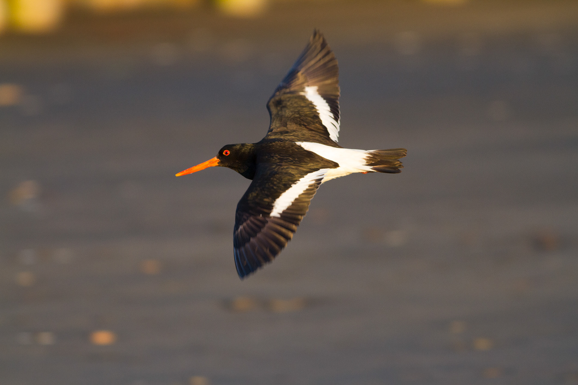 Tōrea tuawhenua (South Island pied oystercatcher)