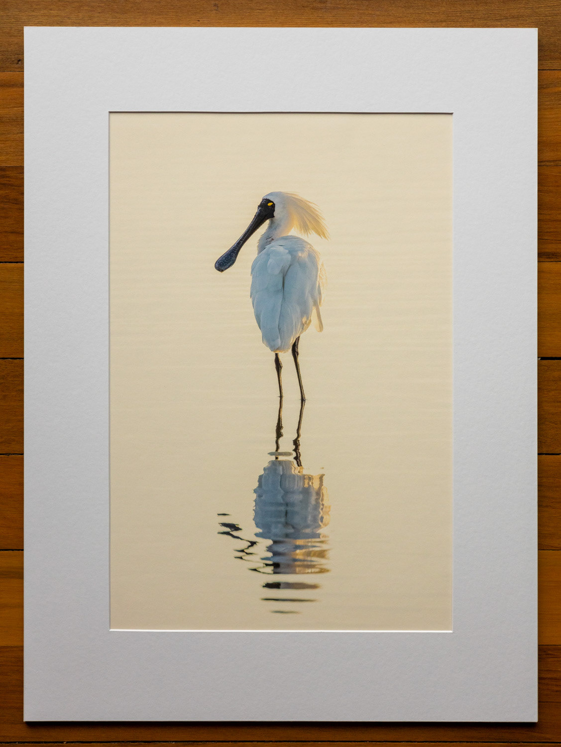 Reflective spoonbill. I disturbed this royal spoonbill (kotuku ngutu papa) apparently deep in thought at Waikanae estuary in the early morning light.