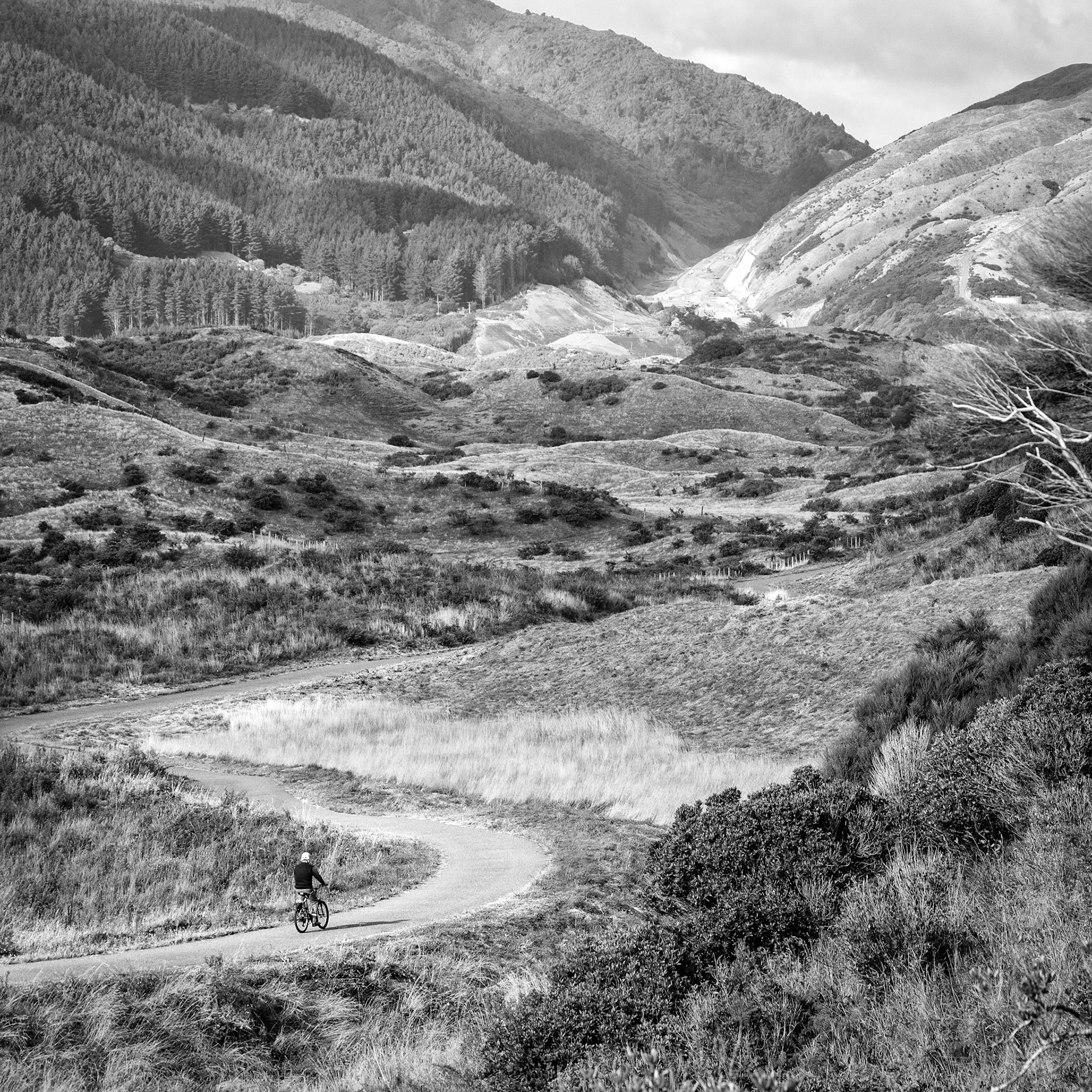 #27: Te Ara o Whareroa: my father (87) cycled this path each day during lockdown.