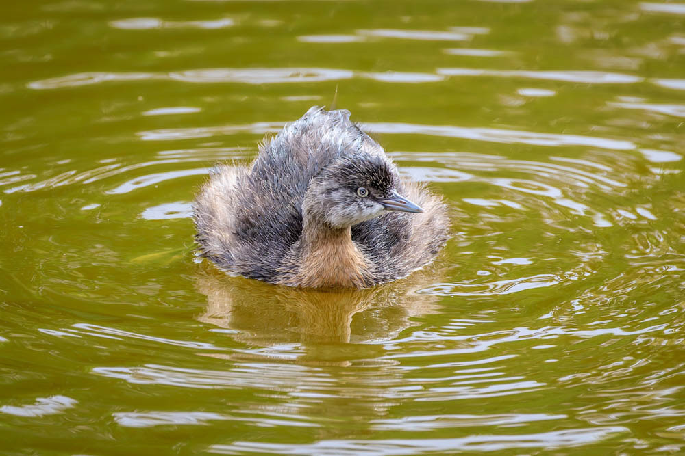 Weiweia (dabchick) - Queen Elisabeth Park