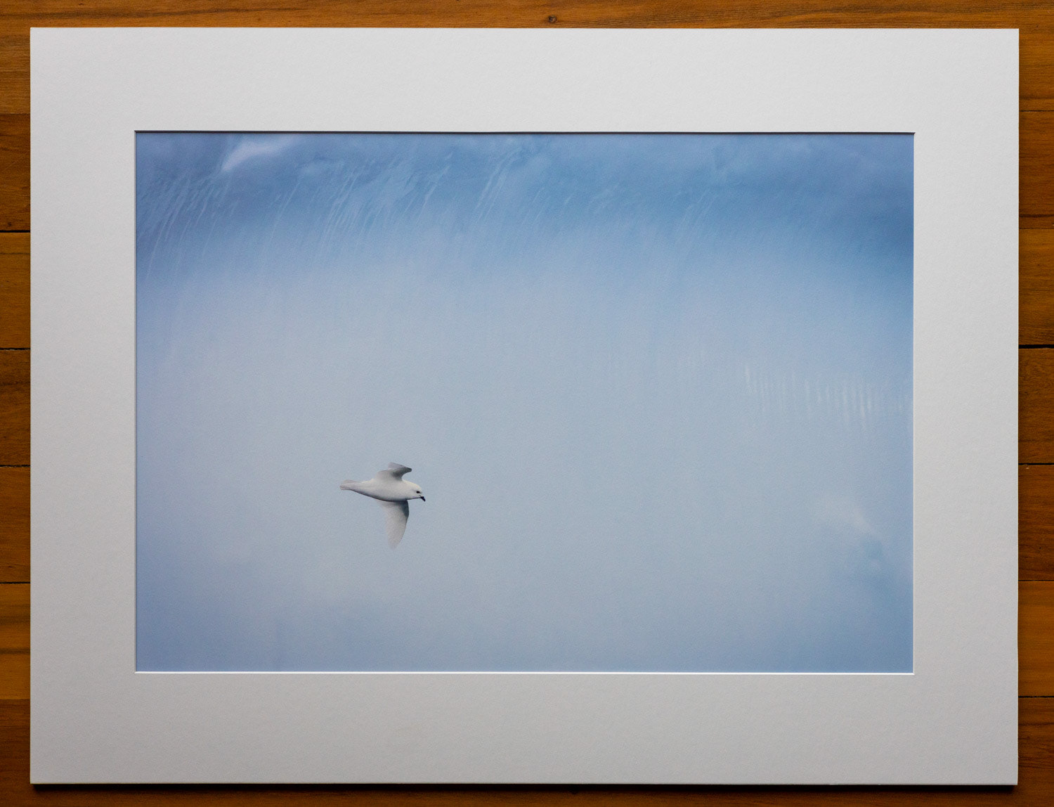 Surfing a frozen wave. Snow petrels wafted delicately on South Georgia gales, and with some patience I captured this bird in front of an iceberg.