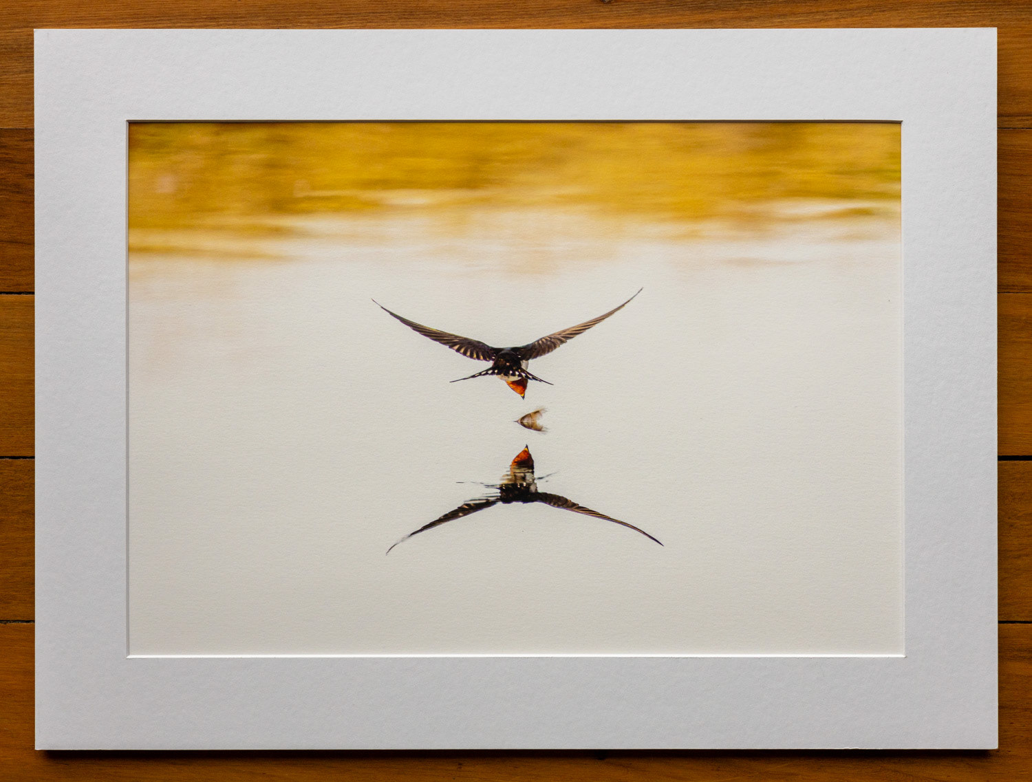 Snatching a moment. Out of the corner of my eye I saw a swallow (warou) sweep down to snatch a feather floating on the glassy waters of Waikanae estuary. Somehow, I managed to capture the moment!