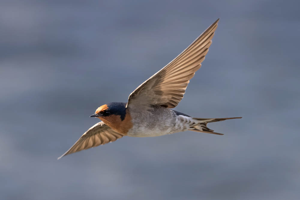 Swallow - Himatangi
