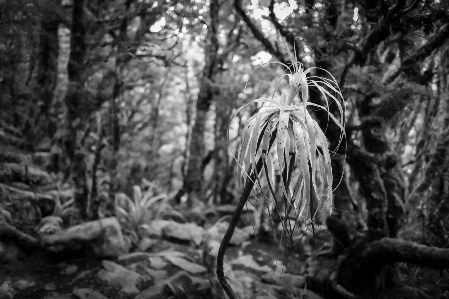 Dracophyllum in forest near Ghost Lake