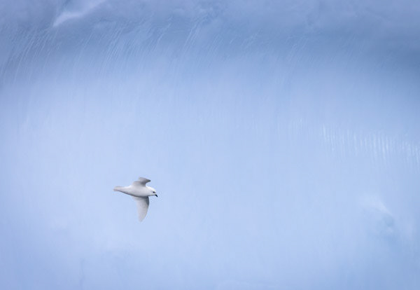 Surfing a frozen wave: Snow petrels wafted delicately on South Georgia gales, and with some patience I captured this bird in front of an iceberg