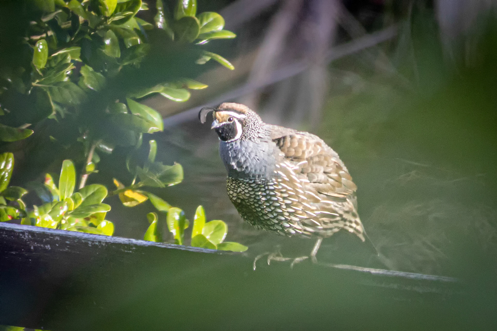 #14: A bird with an identity problem: californian quail.