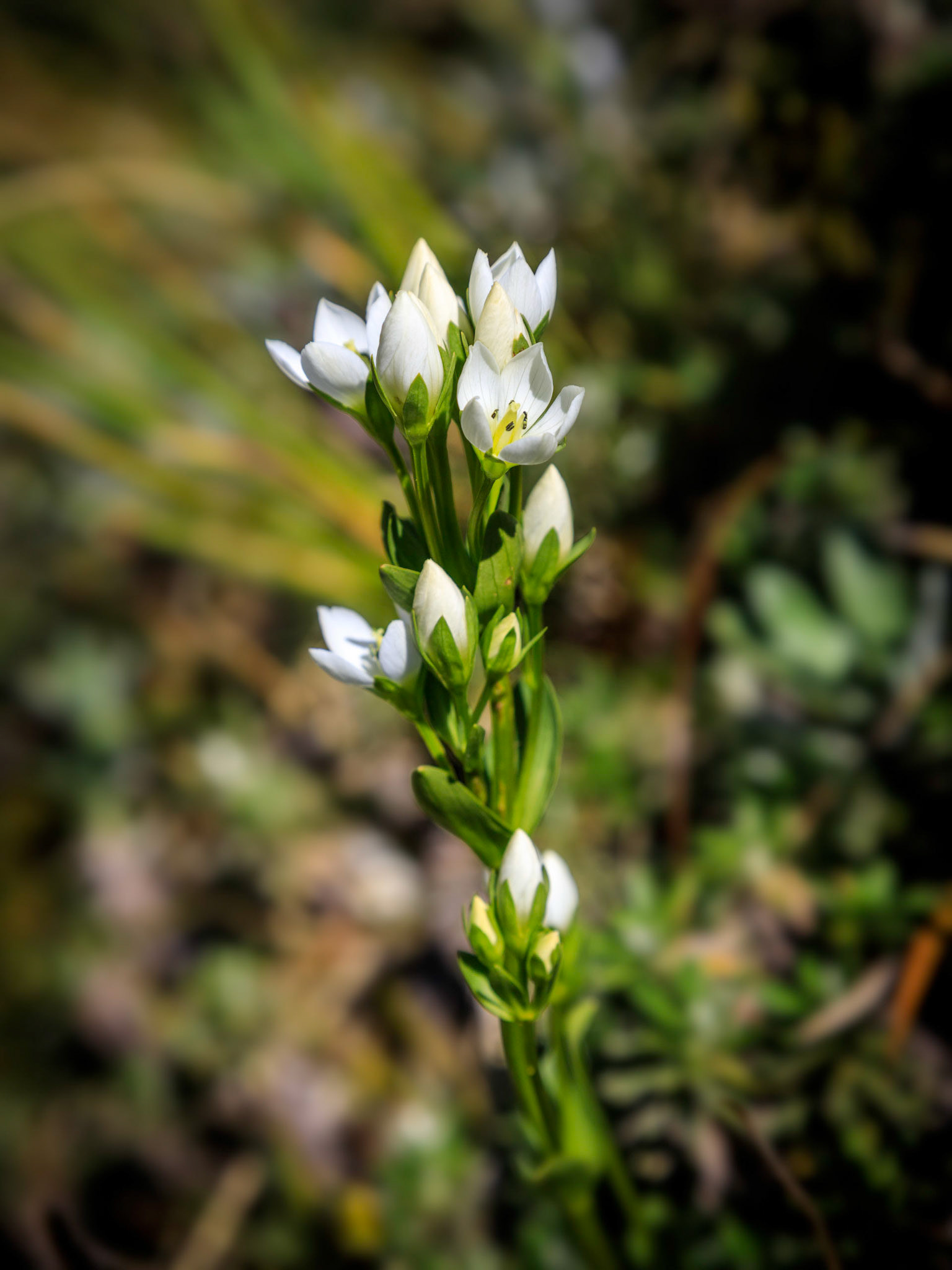 White gentian