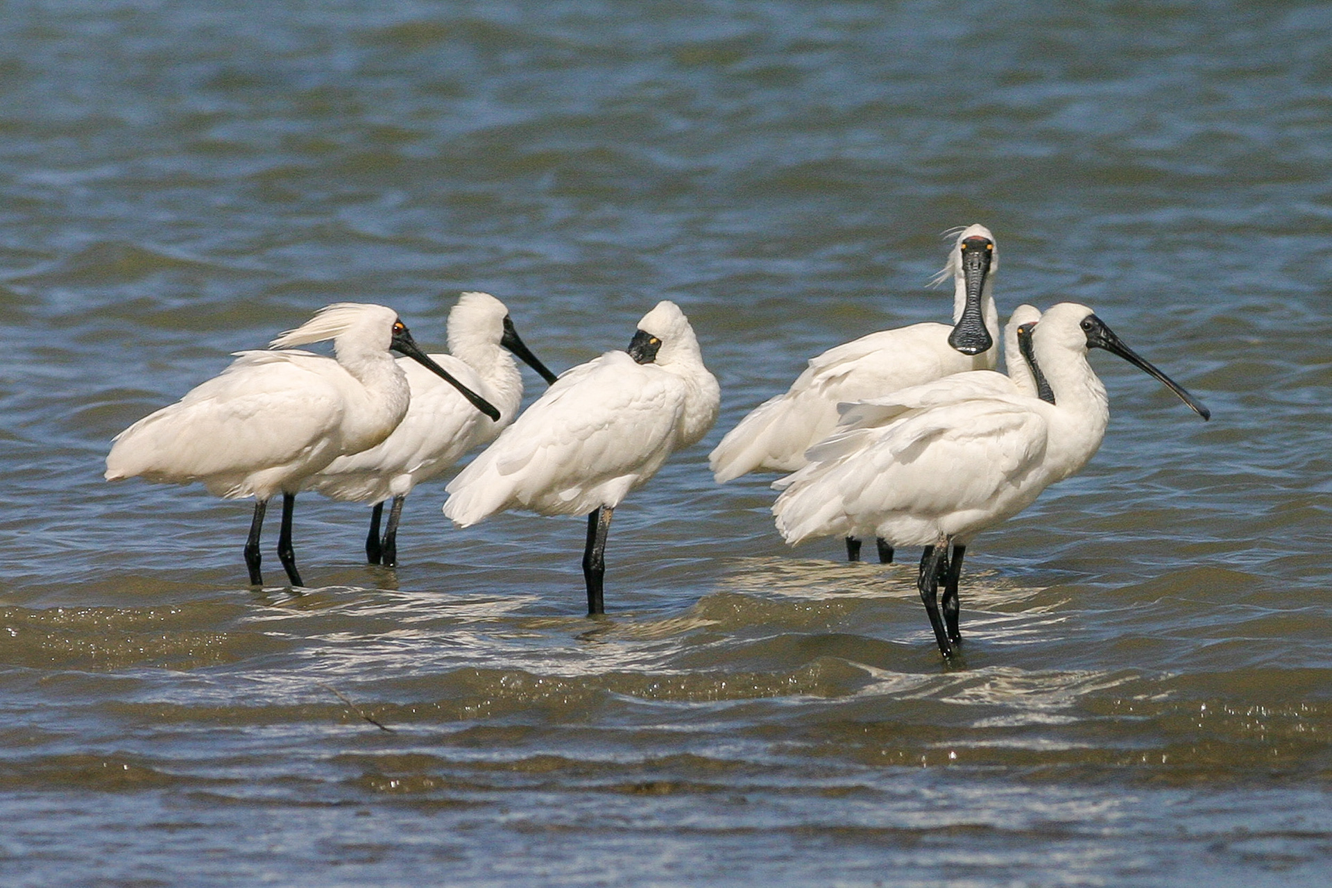 Royal spoonbills / kotuku ngutupapa