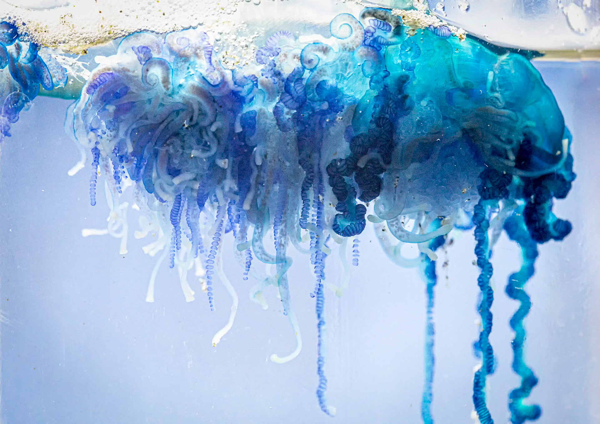 #25: Working together in their own bubble: there are four different types of organisms, called polyps, each working together.