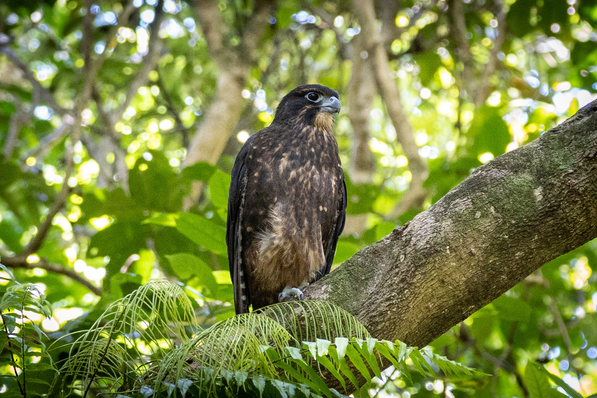 Karearearea / NZ falcon - Wilton Bush, Wellington