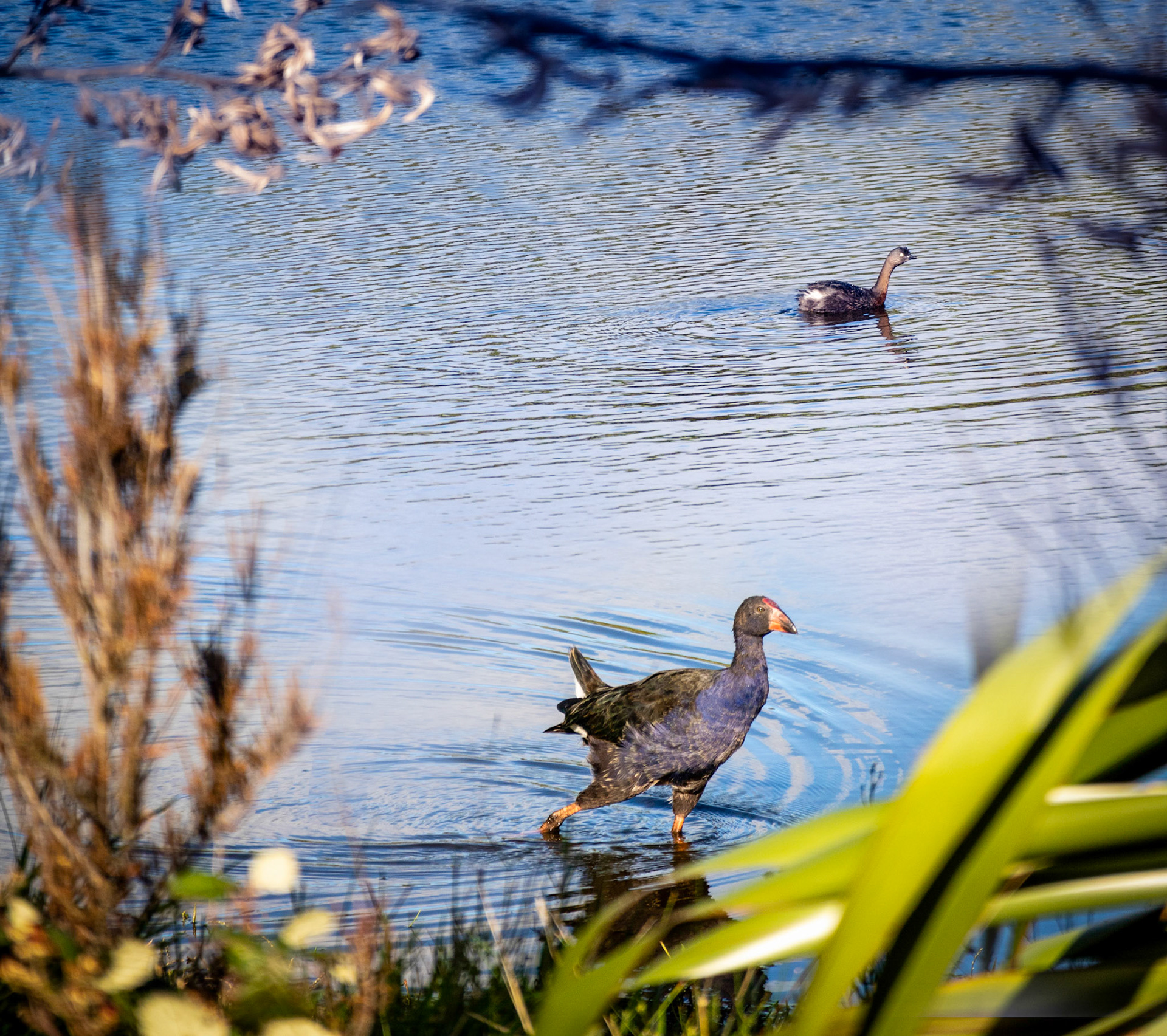 #30: Haven in an agricultural landscape