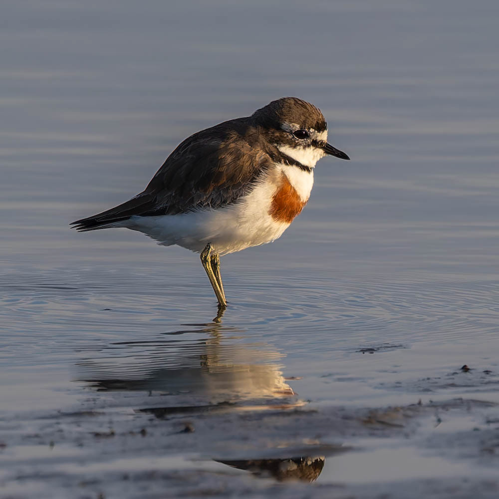 Pohowera (banded dotterill) - Waikanae estuary
