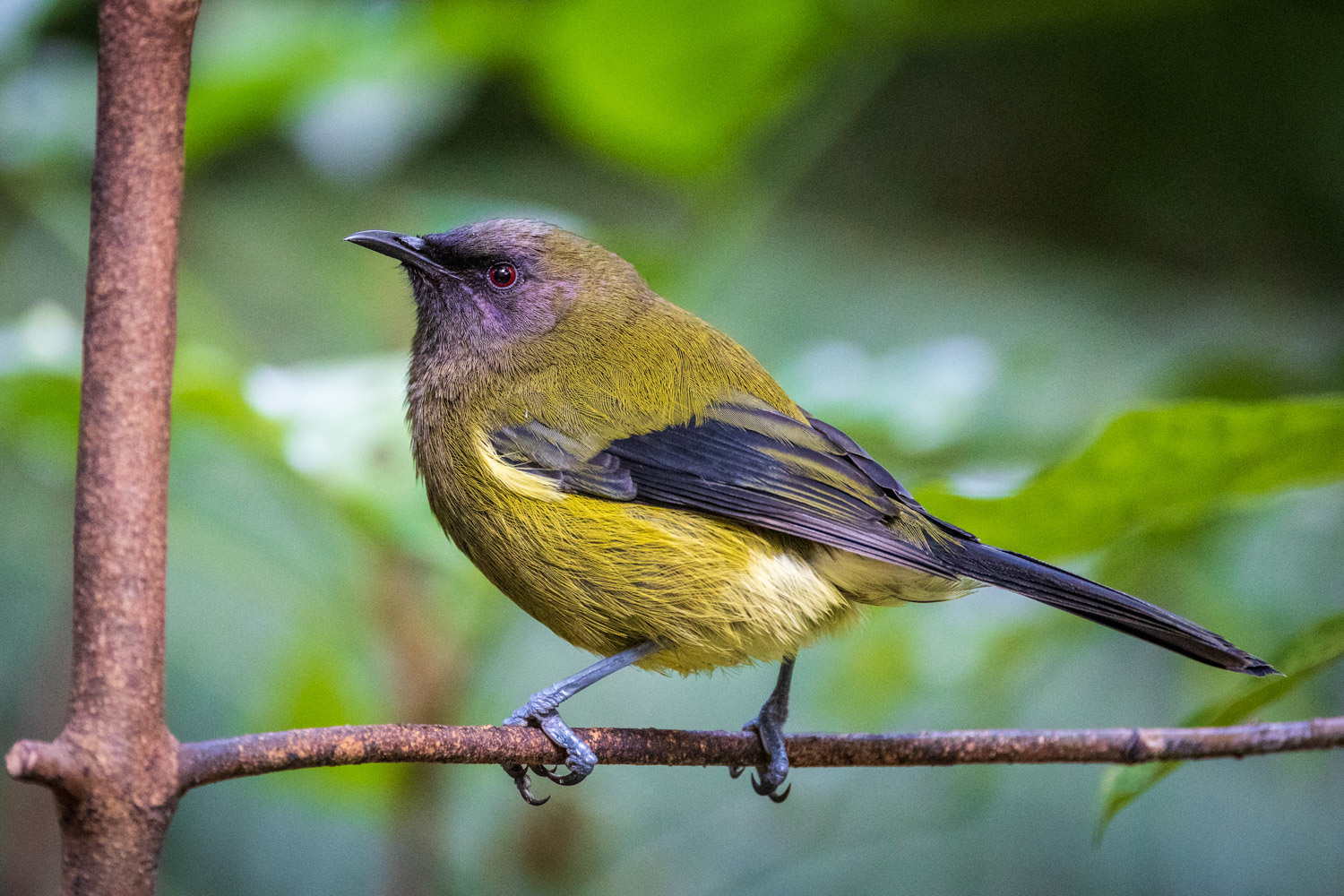 Korimako / bellbird - Kapiti Island