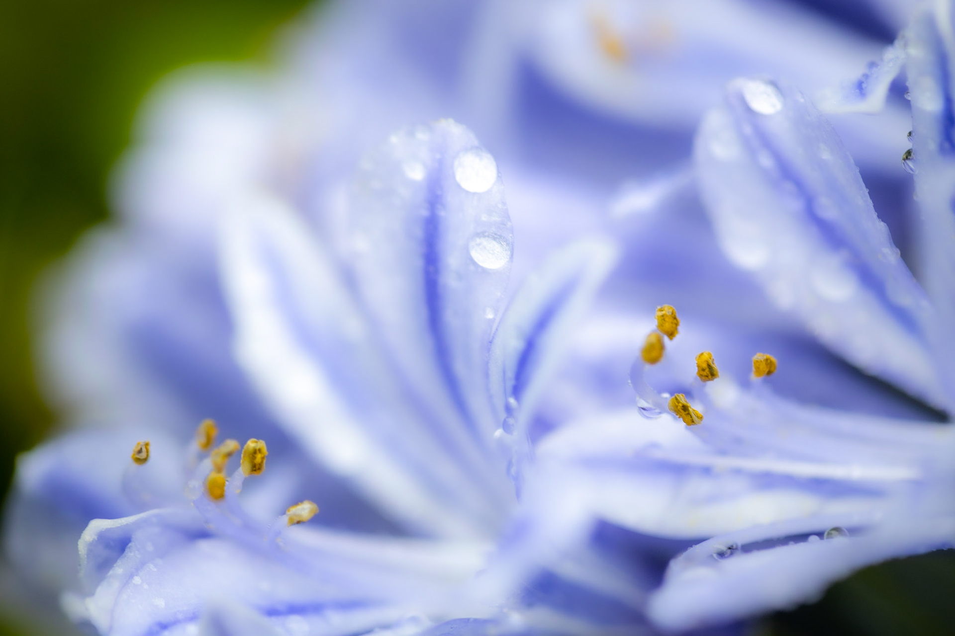 #15: Rampant rhapsody in blue: one of the worst weeds in our garden is agapanthus.