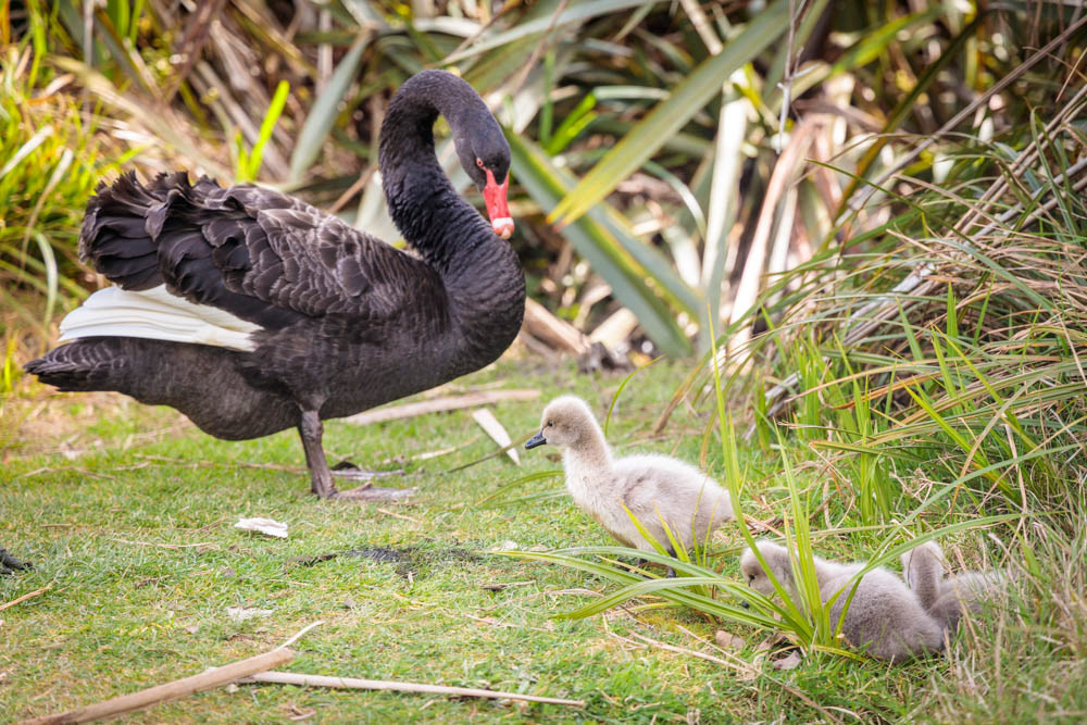 Wāna (black swan)
