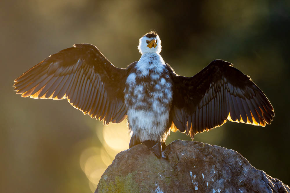 Kawau paka (little shag) - Waikanae estuary