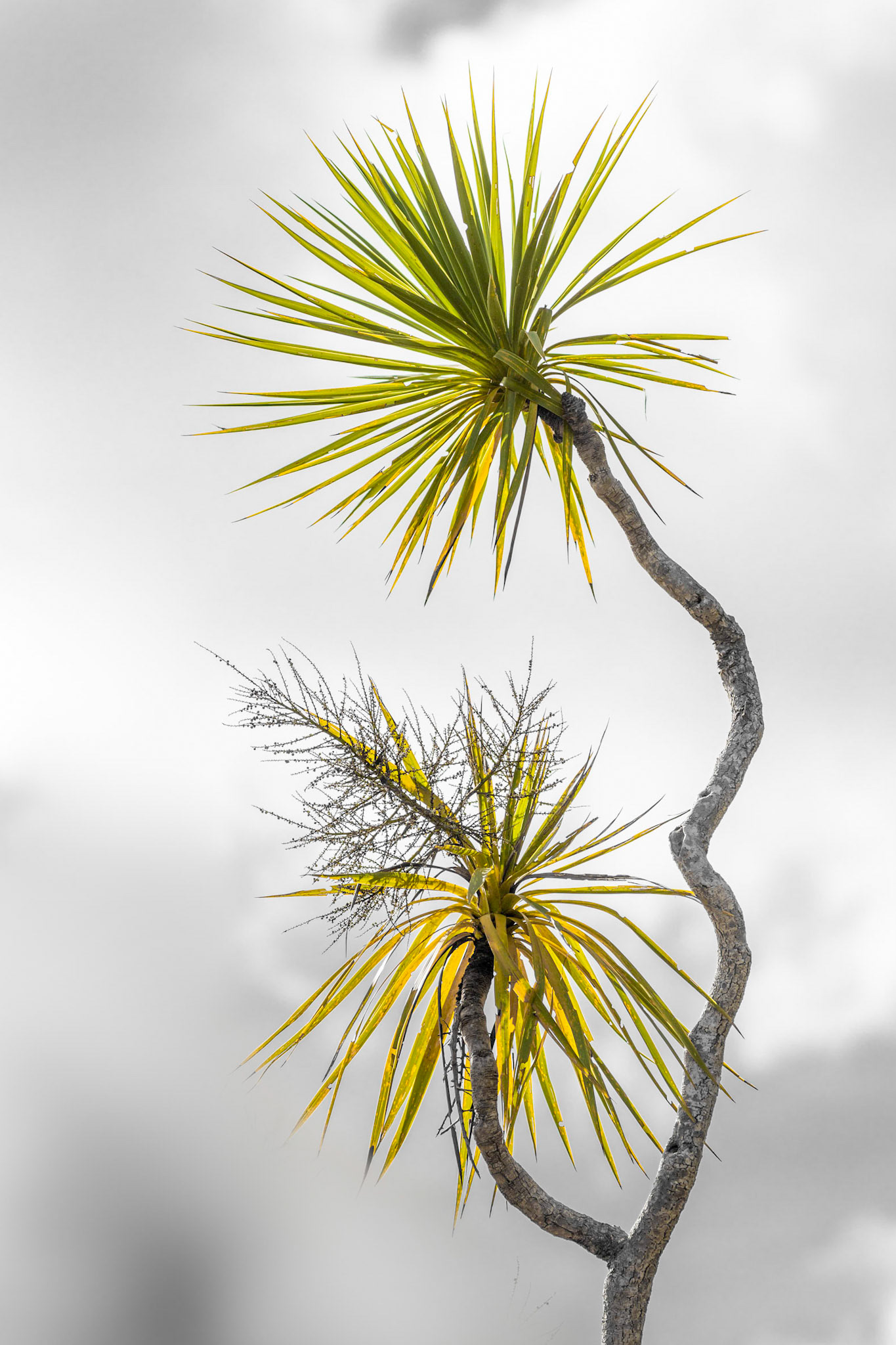 #28: Resilient ti kouka - In the 1990s, about a quarter of our ti kouka died but the trees developed a resistance to the phytoplasma bacterium.