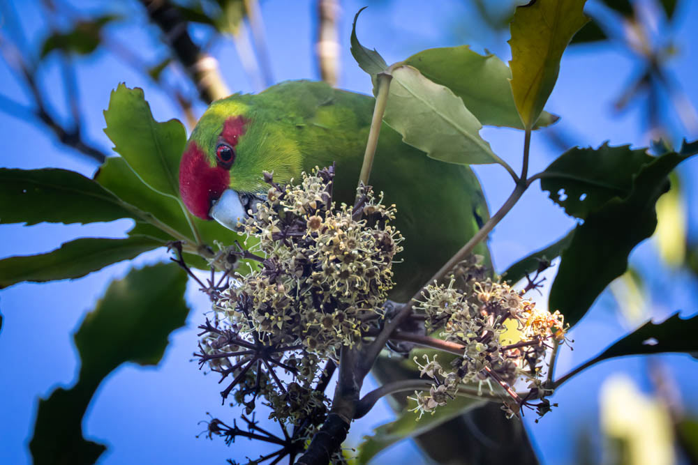 Kakariki (parakeet) - Kapiti Island