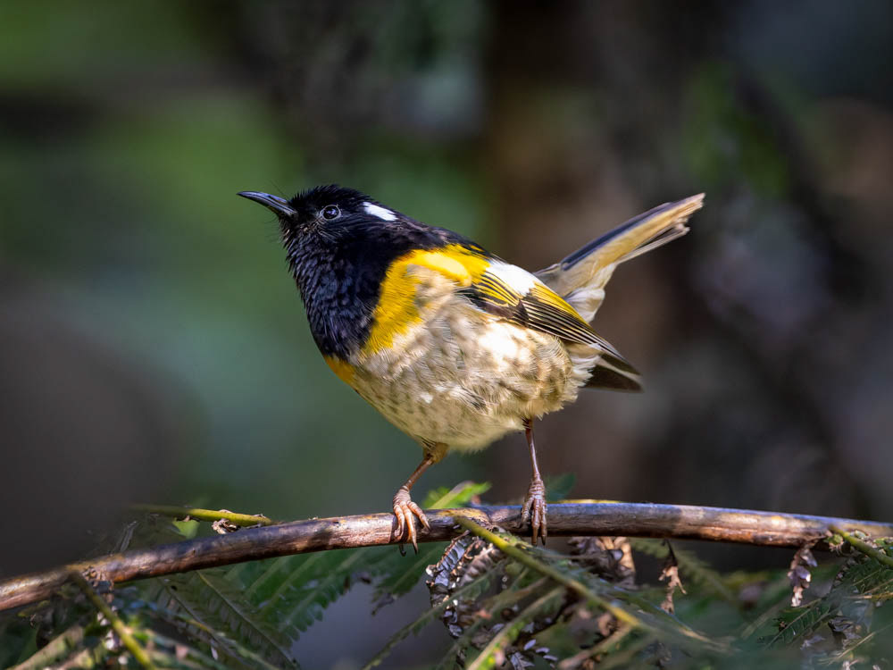 Hihi (stitchbird) - Kapiti Island