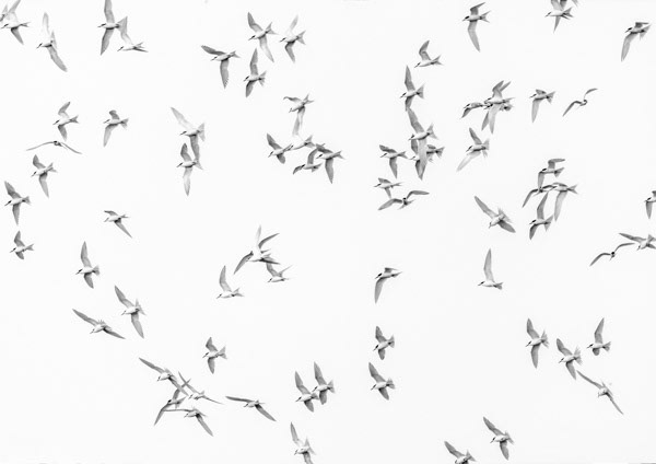 Tara in flight: A flock of white-fronted terns (tara) in flight above Waikanae estuary